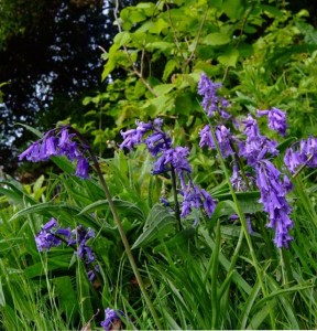native bluebells-1